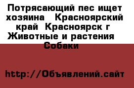 Потрясающий пес ищет хозяина - Красноярский край, Красноярск г. Животные и растения » Собаки   
